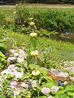 Phlomis Russeliana (fam. Labiees) (01) (Photo F. Mrugala)